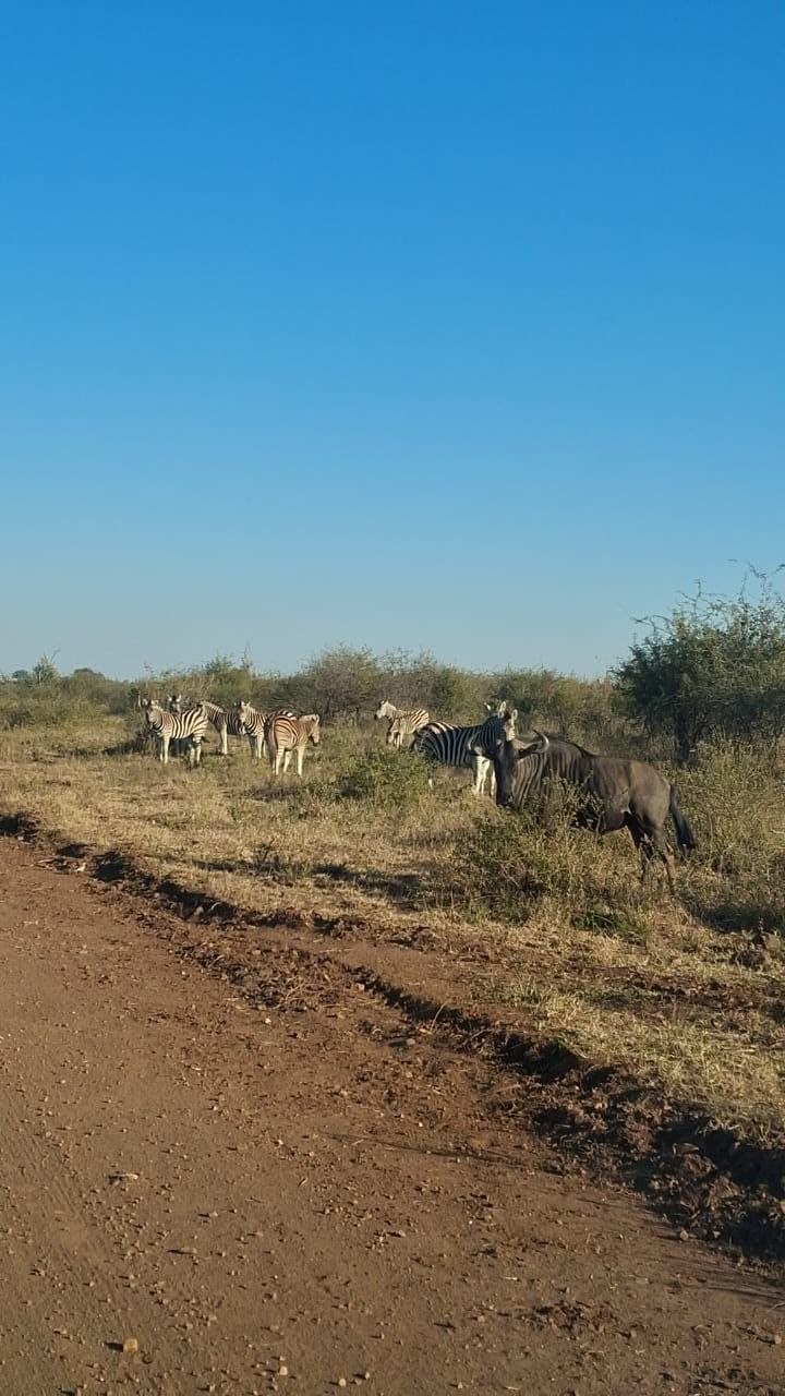 JH Transfers guest journey and South African experience 29